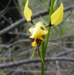 Diuris sulphurea at Undefined Area - suppressed