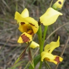 Diuris sulphurea at Undefined Area - suppressed