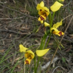 Diuris sulphurea at Undefined Area - suppressed