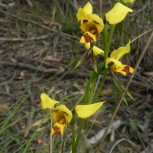 Diuris sulphurea at Undefined Area - suppressed