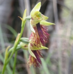 Calochilus montanus (Copper beard orchid) at O'Connor, ACT - 9 Nov 2016 by Ryl