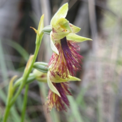 Calochilus montanus (Copper Beard Orchid) at O'Connor, ACT - 9 Nov 2016 by Ryl