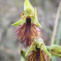 Calochilus montanus at Undefined Area - suppressed