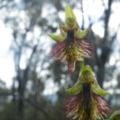 Calochilus montanus at Point 60 - suppressed