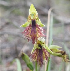 Calochilus montanus at Point 60 - suppressed