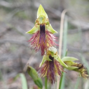 Calochilus montanus at Point 60 - suppressed