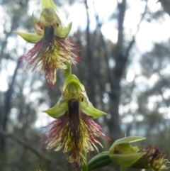 Calochilus montanus at Undefined Area - suppressed