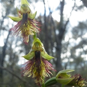 Calochilus montanus at Point 60 - suppressed