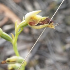 Calochilus montanus (Copper Beard Orchid) at O'Connor, ACT - 9 Nov 2016 by Ryl