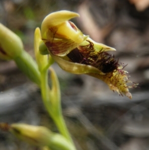 Calochilus montanus at Undefined Area - suppressed