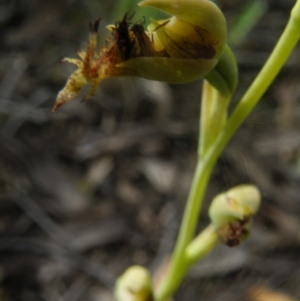 Calochilus montanus at Undefined Area - suppressed