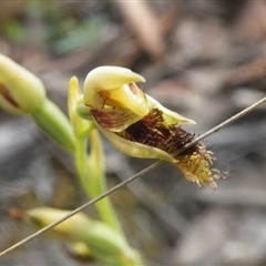 Calochilus montanus at Undefined Area - suppressed