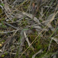 Thelymitra sp. (A Sun Orchid) at O'Connor, ACT - 9 Nov 2016 by Ryl