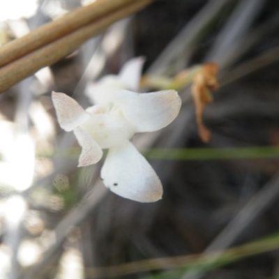 Caladenia sp. (A Caladenia) at Point 5816 - 10 Nov 2016 by Ryl