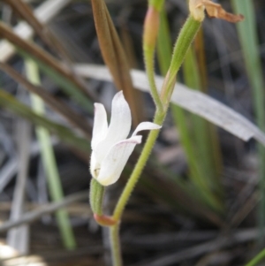 Caladenia sp. at Point 5816 - suppressed