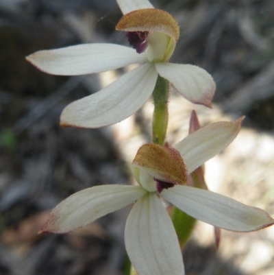 Caladenia cucullata (Lemon Caps) at O'Connor, ACT - 9 Nov 2016 by Ryl