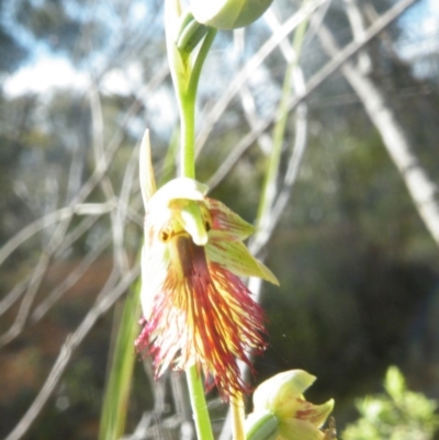 Calochilus montanus (Copper Beard Orchid) at Acton, ACT - 9 Nov 2016 by Ryl