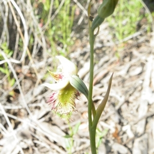 Calochilus montanus at Point 5816 - suppressed