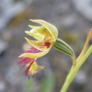 Calochilus montanus at Undefined Area - suppressed