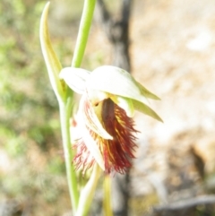 Calochilus montanus at Point 5816 - suppressed