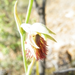 Calochilus montanus at Point 5816 - suppressed