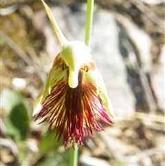 Calochilus montanus at Point 5816 - suppressed