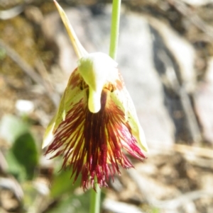 Calochilus montanus at Point 5816 - suppressed