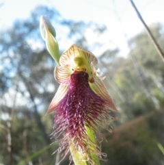 Calochilus platychilus (Purple Beard Orchid) at O'Connor, ACT - 9 Nov 2016 by Ryl