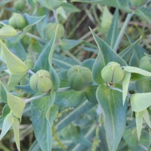 Euphorbia lathyris at Tharwa, ACT - 22 Nov 2016