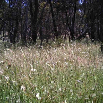 Unidentified at Mulligans Flat - 28 Nov 2016 by MulligansFlat1