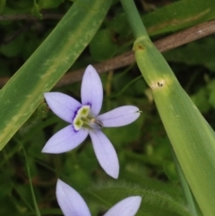 Isotoma fluviatilis subsp. australis (Swamp Isotome) at Kambah, ACT - 22 Nov 2016 by PeterR