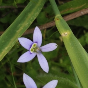 Isotoma fluviatilis subsp. australis at Kambah, ACT - 22 Nov 2016