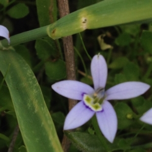 Isotoma fluviatilis subsp. australis at Kambah, ACT - 22 Nov 2016