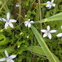 Isotoma fluviatilis subsp. australis at Kambah, ACT - 22 Nov 2016