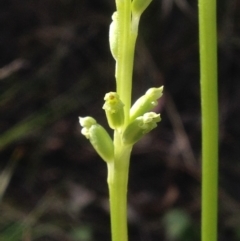 Microtis sp. (Onion Orchid) at Garran, ACT - 24 Nov 2016 by PeterR