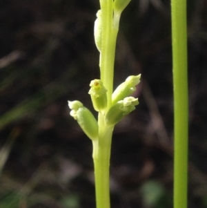 Microtis sp. at Garran, ACT - suppressed