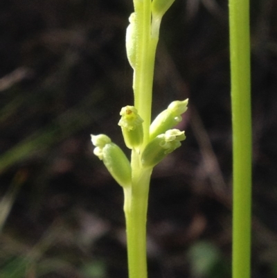 Microtis sp. (Onion Orchid) at Garran, ACT - 24 Nov 2016 by PeterR