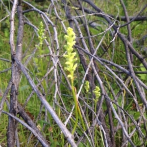 Microtis sp. at Garran, ACT - suppressed