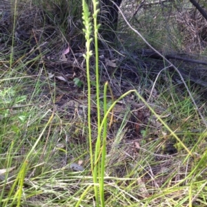 Microtis sp. at Garran, ACT - suppressed