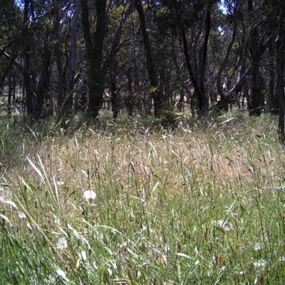 Unidentified at Mulligans Flat - 28 Nov 2016 by MulligansFlat1