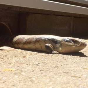 Tiliqua scincoides scincoides at Bruce, ACT - 29 Nov 2016 02:11 PM