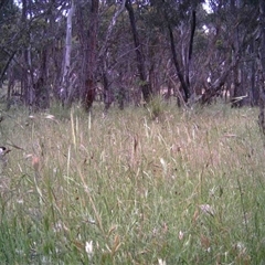 Unidentified at Mulligans Flat - 28 Nov 2016 by MulligansFlat1