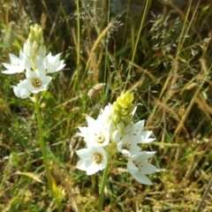 Ornithogalum thyrsoides (Chincherinchee) at O'Malley, ACT - 28 Nov 2016 by Mike