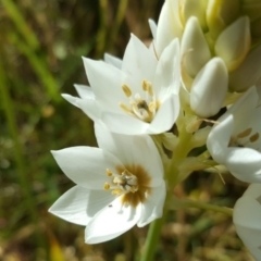 Ornithogalum thyrsoides at O'Malley, ACT - 29 Nov 2016 10:10 AM