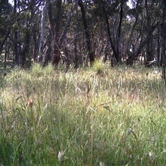 Unidentified at Mulligans Flat - 28 Nov 2016 by MulligansFlat1