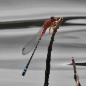 Xanthagrion erythroneurum at Gordon, ACT - 29 Nov 2016