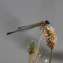 Nososticta solida (Orange Threadtail) at Gordon Pond - 29 Nov 2016 by JohnBundock