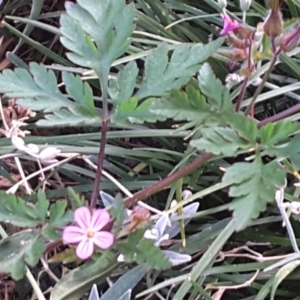 Geranium robertianum at Isaacs, ACT - 29 Nov 2016