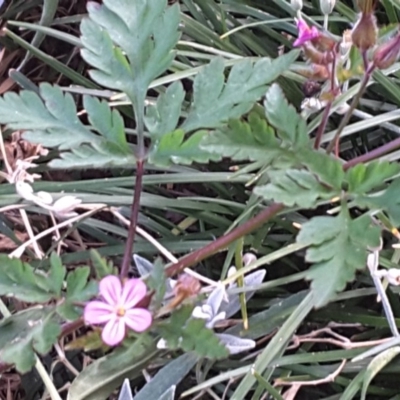 Geranium robertianum (Herb Robert) at Isaacs, ACT - 29 Nov 2016 by Mike