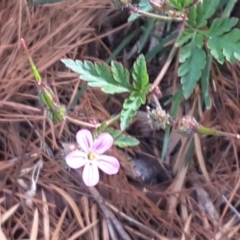 Geranium robertianum at Isaacs, ACT - 29 Nov 2016